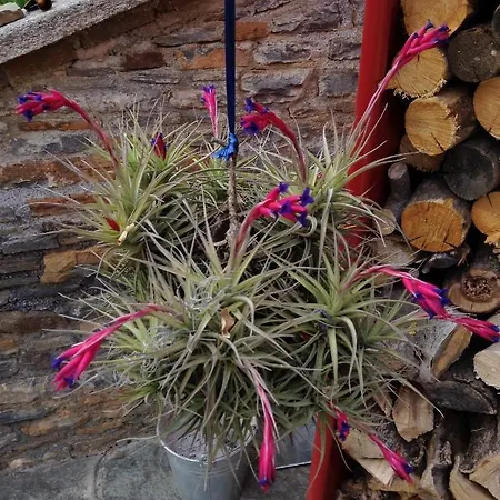 Casa Ninin דירה *